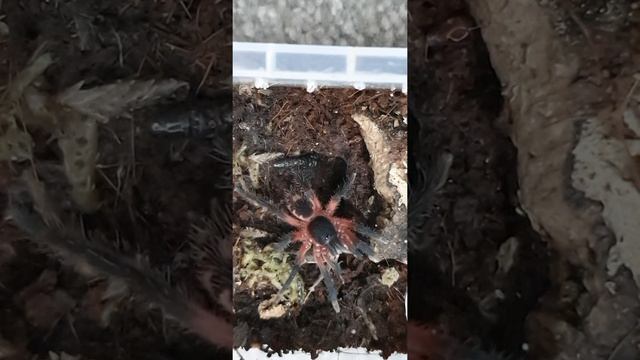 (Theraphosinae Sp Panema) Panema Pink Tarantula