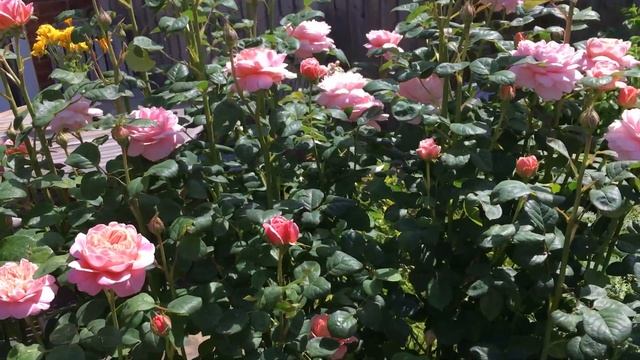 'Queen of Sweden' Rose смотреть онлайн