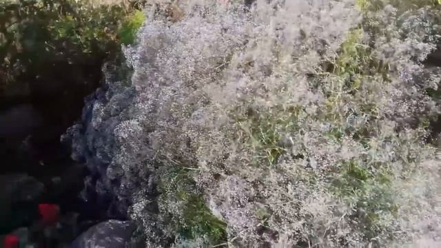 ГИПСОФИЛА Многолетняя: Выращивание из Семян, Посадка и Уход смотреть онлайн