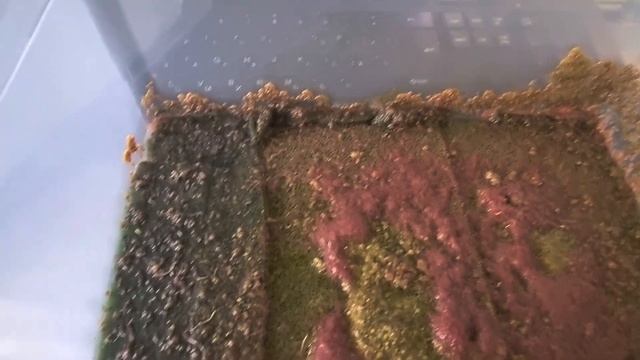 Кормовой червяк "Изя". Разводной живой корм для аквариумных рыб и не только. смотреть онлайн
