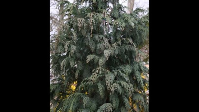 КИПАРИСОВИК (CHAMAECYPARIS) сем. Кипарисовые смотреть онлайн