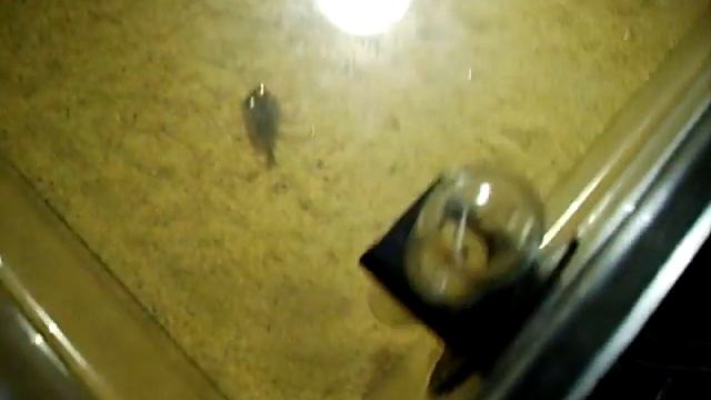 Triops cancriformis / granarius 1.1 смотреть онлайн