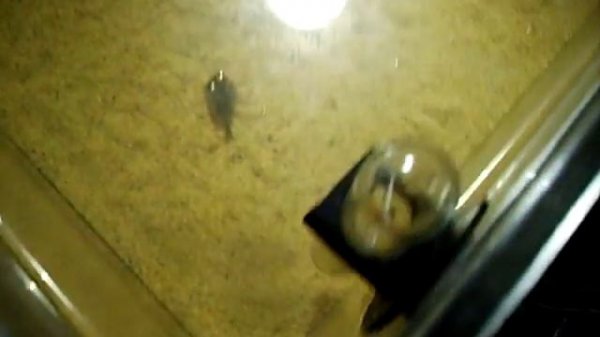 Triops cancriformis / granarius 1.1