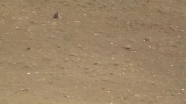 Galgos y liebres1. Best saluki of kurdestan 2018. Shikar khargosh tazi تانجی. سلوقی الکردی смотреть онлайн