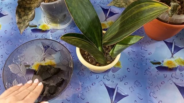 Растут и зимой?САНСЕВИЕРИИ растягивают горшки?Хвалятся детками?Пересадка?Грунт?Масониана?Кирки Стар смотреть онлайн