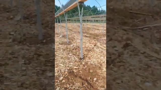 Блочная теплица (2 из 3) смотреть онлайн