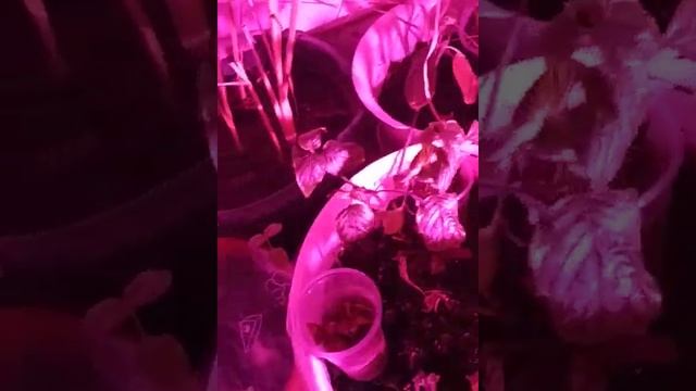 Зимний сад на балконе, Vườn ở ban công nơi xứ lạnh Siberia смотреть онлайн