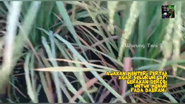 Jaswadi Petani IR Inpari NutriZinc Kabupaten Seluma смотреть онлайн