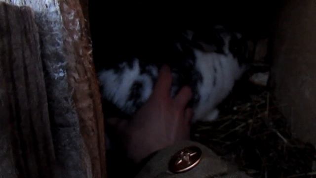 [Чупакабра нападает на домашний скот] участились нападения неизвестного зверя в деревнях региона... смотреть онлайн