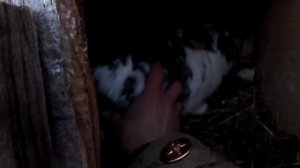 [Чупакабра нападает на домашний скот] участились нападения неизвестного зверя в деревнях региона...