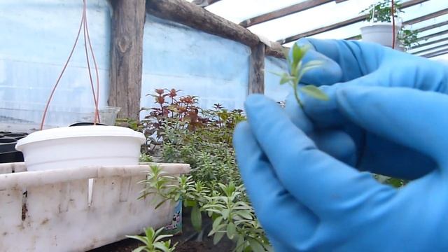 занимаюсь черенкованием калибрахоа смотреть онлайн