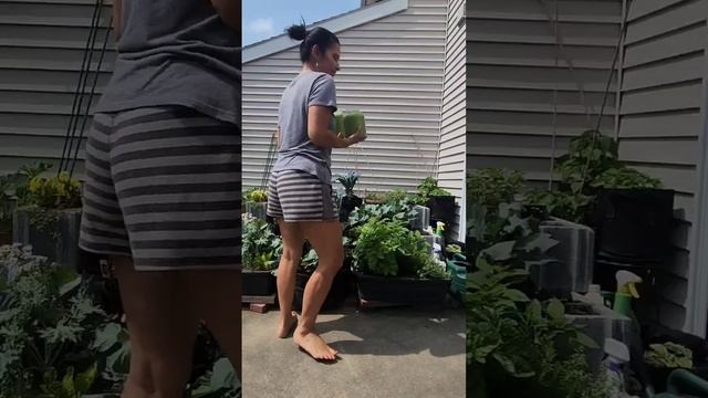 Garden To Blender #health #garden #shorts смотреть онлайн