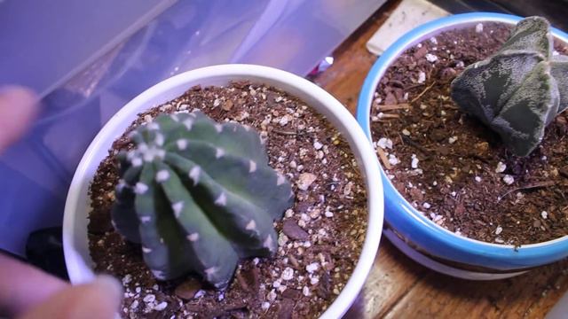 Houseplant tour March 2021 смотреть онлайн