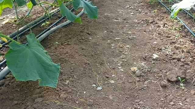 Вирощування огірків в теплиці.Як я підживлюю огірки.