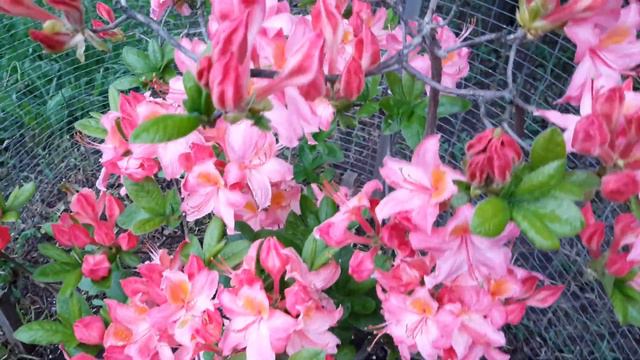 Азалия СЕСИЛЬ начало цветения 14 Мая 2023 года РАЙСКИЙ САД БОГОРОДИЦЫ смотреть онлайн