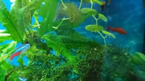 5 лет моему аквариуму 100 л/ Рыбки и растения в моем 100-литровом аквариуме