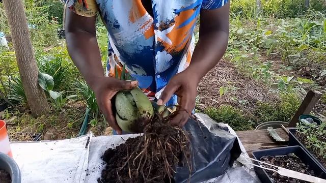 Separating Aloe Barbadensis Miller Pups l How to Multiply Aloe vera Plant смотреть онлайн
