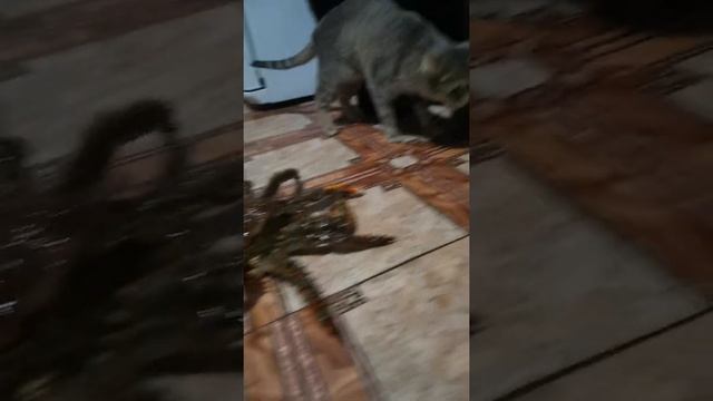 краб Камчатский вкусный) смотреть онлайн