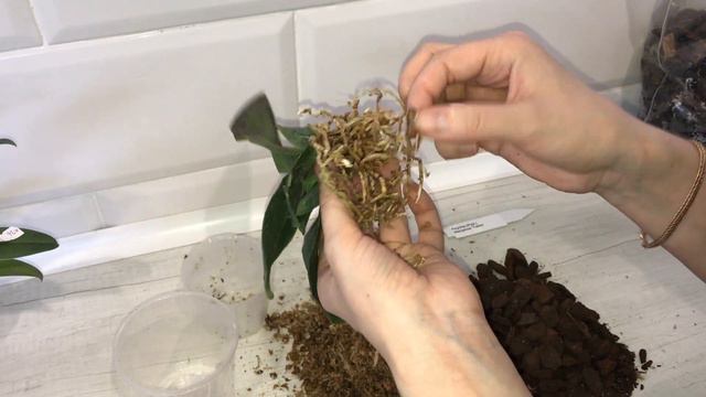 Пересадка и полезная информация о Psychopsis mariposa 'twins' смотреть онлайн