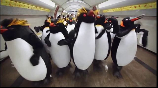 Шура - Пингвины смотреть онлайн