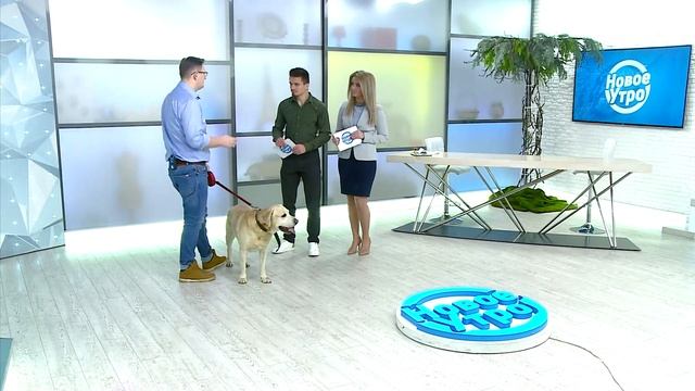 Может ли собака заболеть и простудиться - советы ветеринара смотреть онлайн