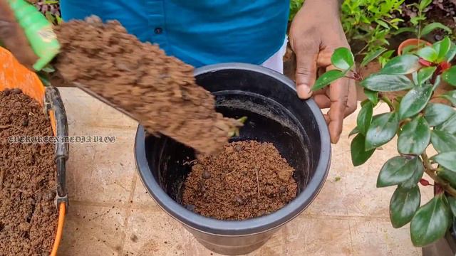 വിലകുറവിൽ നല്ല അടിപൊളി Indoor plants combo offer🔥Gold fish plant caring & Propagation malayalam смотреть онлайн