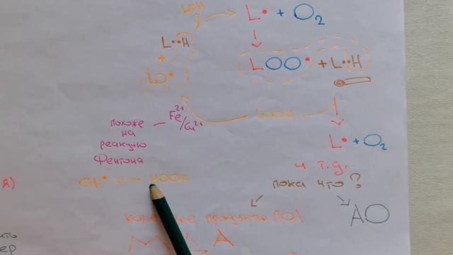 Активные формы кислорода - перекисное окисление липидов (ПОЛ) смотреть онлайн