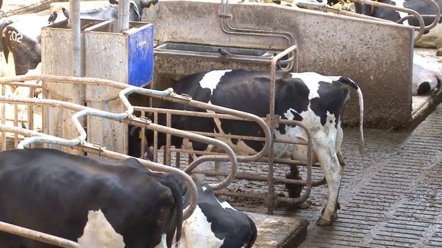 DeLaval BCS - система автоматического определения упитанности коров смотреть онлайн