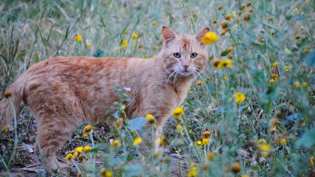 Самые милейшие кошки в мире подборка 12 показ слайдов 2015! смотреть онлайн