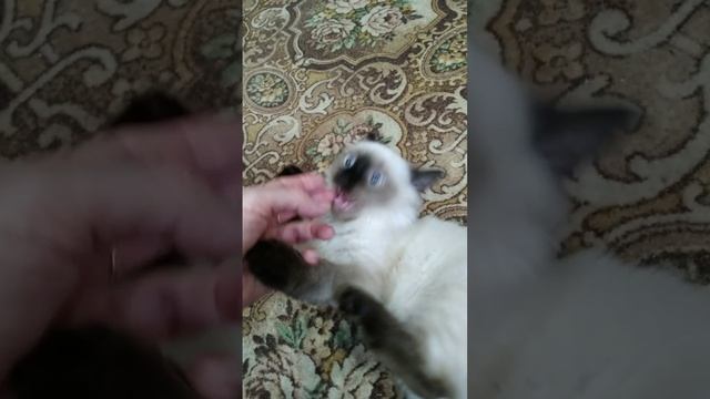 Котёнок ? кусь--кусь ? смотреть онлайн