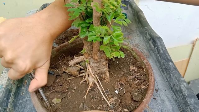 Polyscias Bonsai Pruning - Feb. 2021 ㅣPlant Vlog
