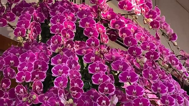 Giant Orchid 😲The Most Expensive/SEHARGA MOBIL😱 смотреть онлайн