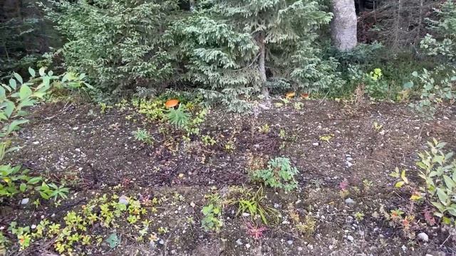 115.Ловим с детьми салмон или лосося. смотреть онлайн