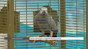 Попугай Жако: содержание и уход