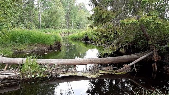 Успокаивающее пение птиц Лесная река Звуки природы смотреть онлайн