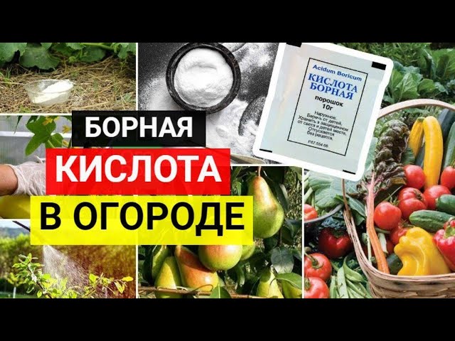 Борная кислота_ применение в саду, огороде и цветнике смотреть онлайн