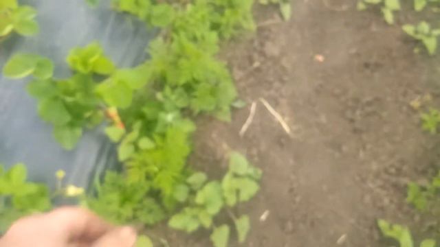 Обзор Итальянских сортов клубники