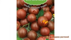 Томат обыкновенный Черный шоколад ? обзор: как сажать, семена томата Черный шоколад