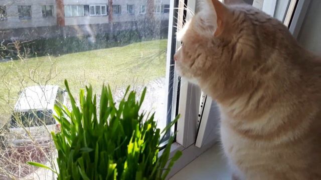 Яшка-жвачное животное )))) смотреть онлайн