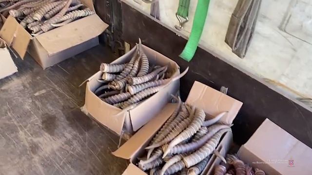 "Газель" с рогами краснокнижного сайгака задержали смотреть онлайн