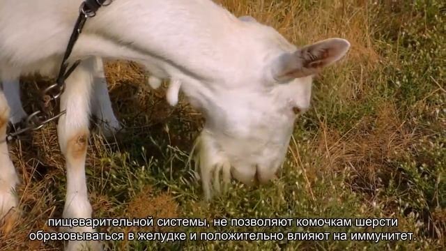 Роль лакомств в жизни кошек смотреть онлайн