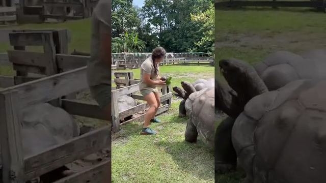 The Aldabra giant tortoise is endemic to the islands of the Aldabra Atoll in the Seychelles смотреть онлайн