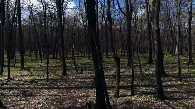 Волчонок плакал и пытался поднять свою маму! Он не понимал, почему она не встает. смотреть онлайн