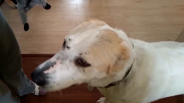 Как научить собаку из приюта играть смотреть онлайн