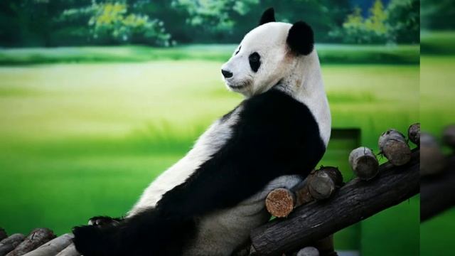 Интересные факты о пандах. смотреть онлайн