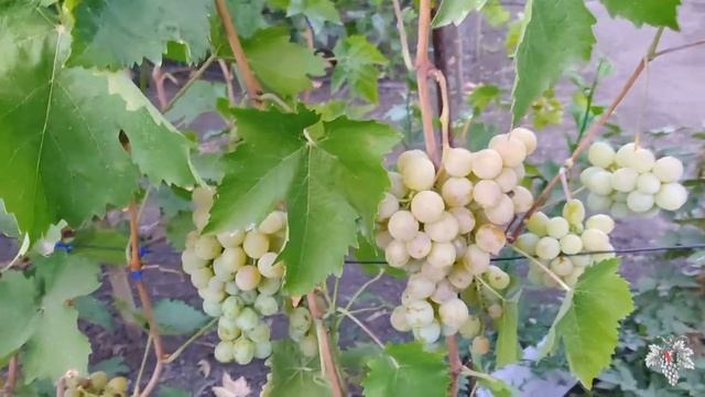 Ланселот. Виноград для начинающих! Урожай и особенности гибридной формы смотреть онлайн