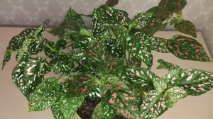 Гипоэстес(Гипоестес). Правильный уход.в домашних условиях. Размножение Гипоэстеса.