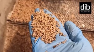 Производство чёрной львинки (прототип)