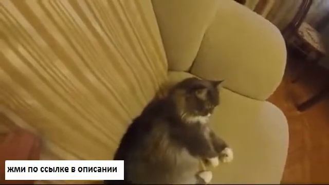 перчатка для вычесывания шерсти домашних животных true touch отзывы смотреть онлайн