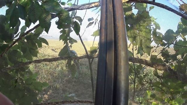 ОХОТА НА ВЯХИРЯ С ПРОФИЛЯМИ. Вяхирь готовиться к отлёту. смотреть онлайн